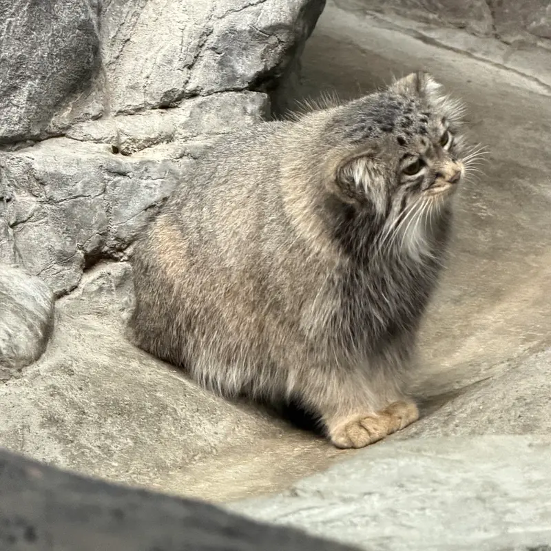A photograph of Isabel in Cincinnati Zoo