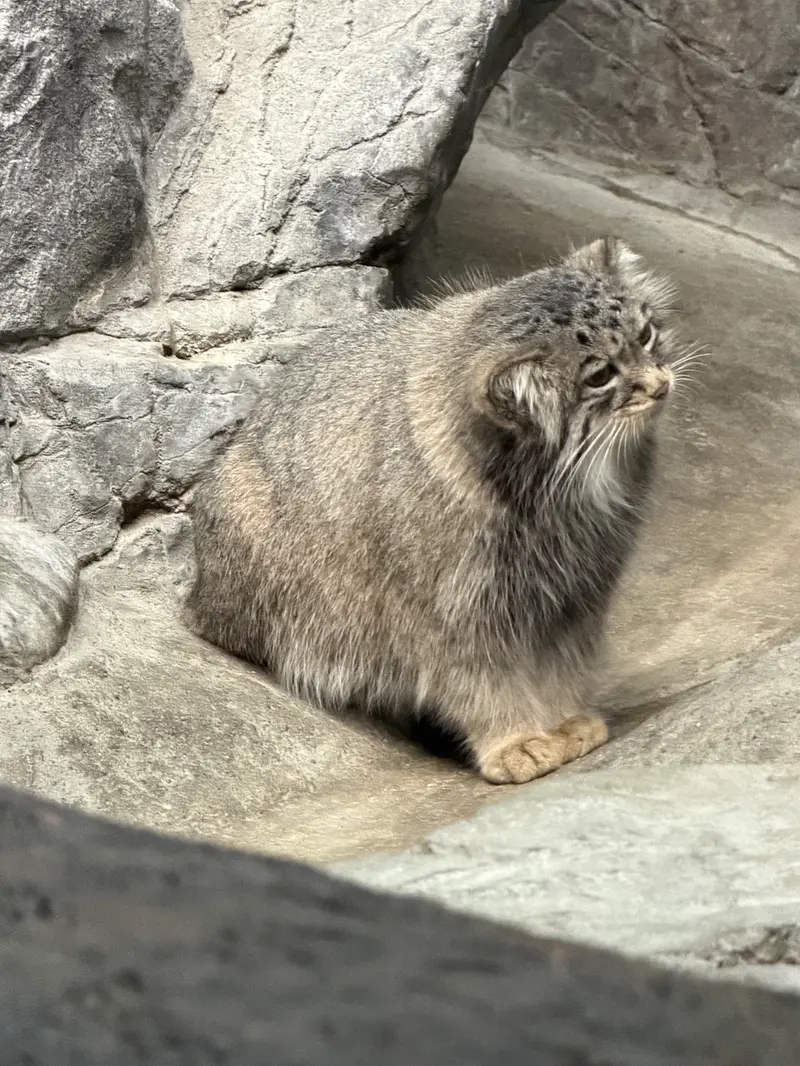 A photograph of Isabel in Cincinnati Zoo