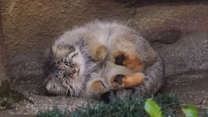 A photograph of a Pallas's cat