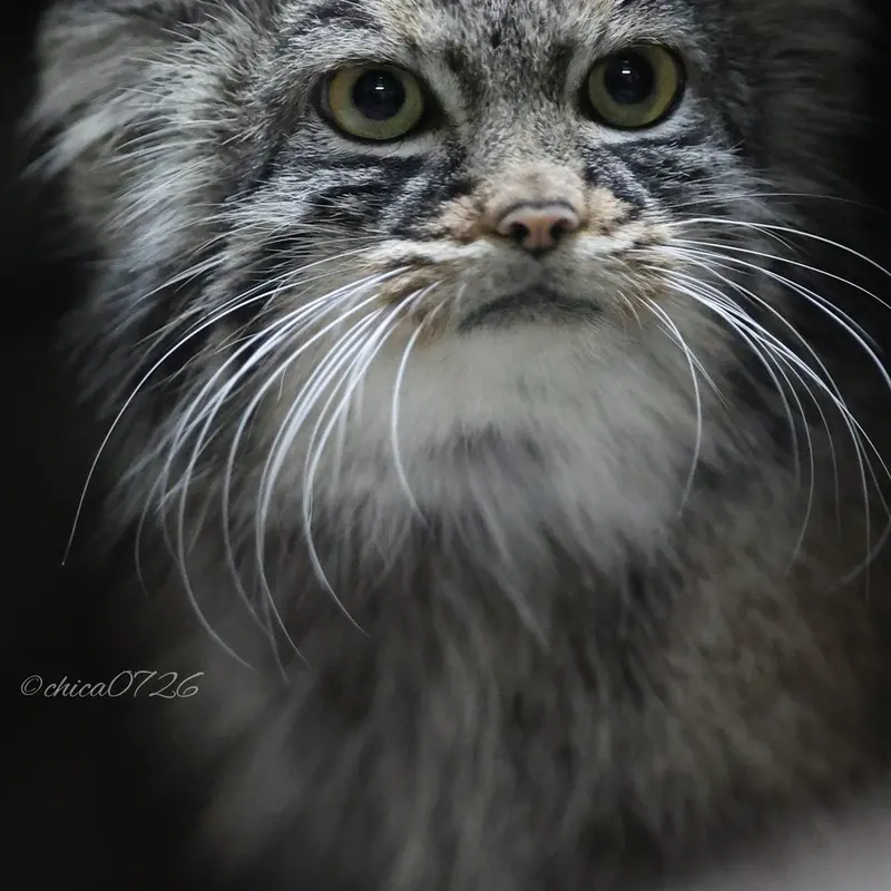 A photograph of Shafran in Ueno Zoological Gardens