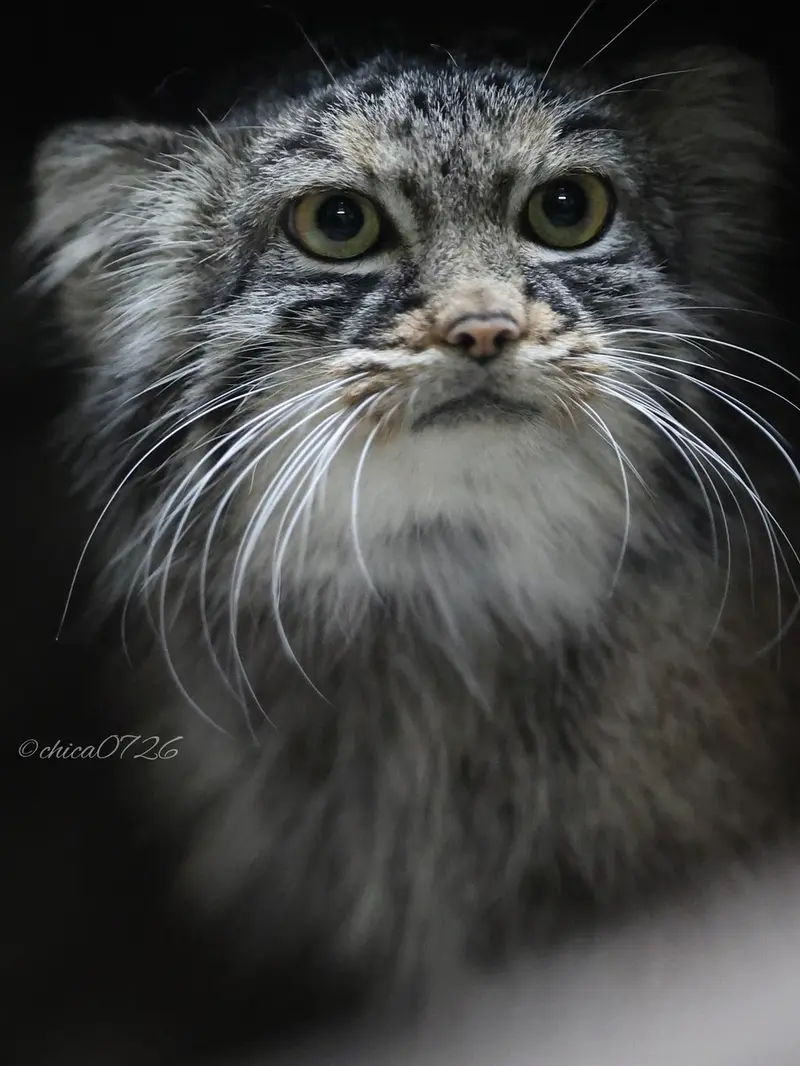 A photograph of Shafran in Ueno Zoological Gardens