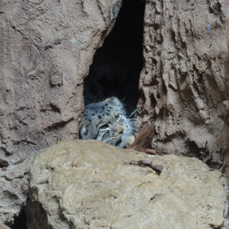 A photograph of Bataar in Birmingham Zoo