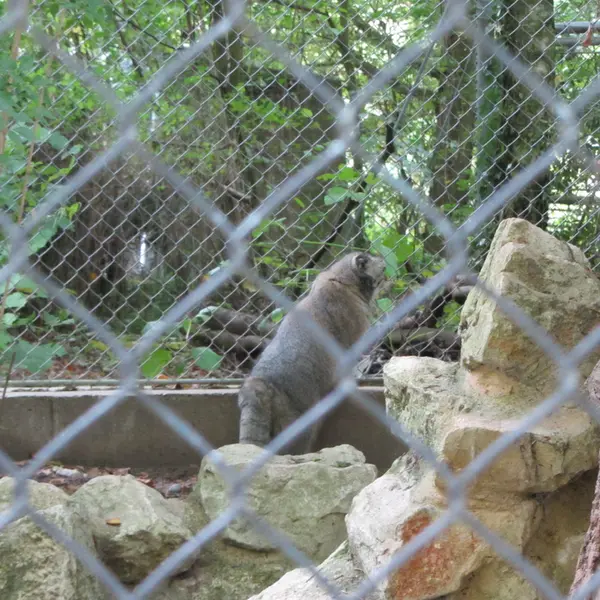 A photograph of Oural in Mulhouse Zoological and Botanical Park