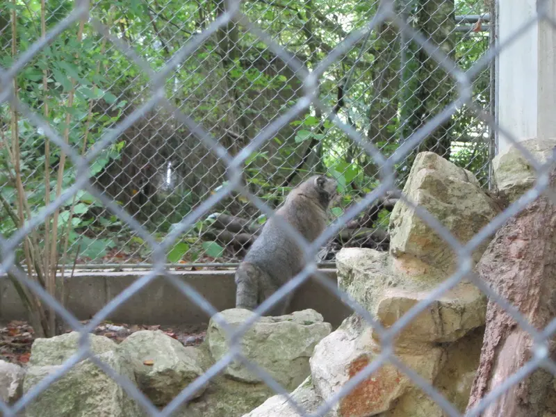 A photograph of Oural in Mulhouse Zoological and Botanical Park