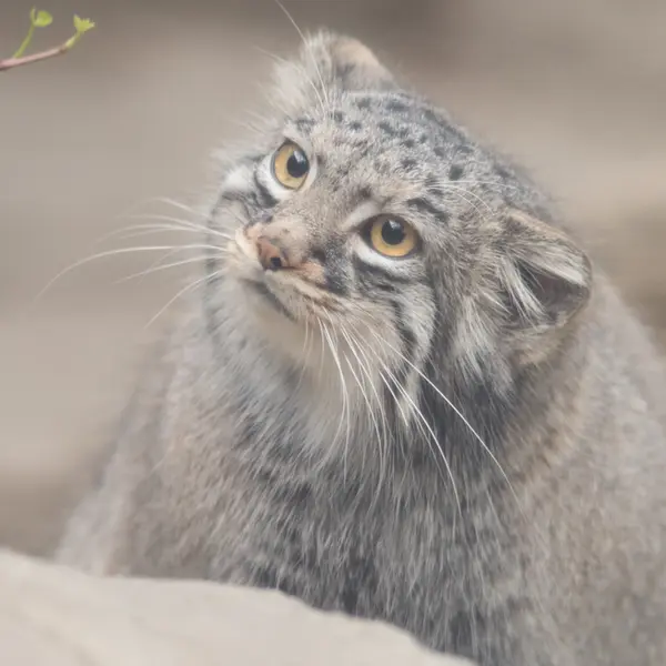 A photograph of Mei in Kobe Animal Kingdom
