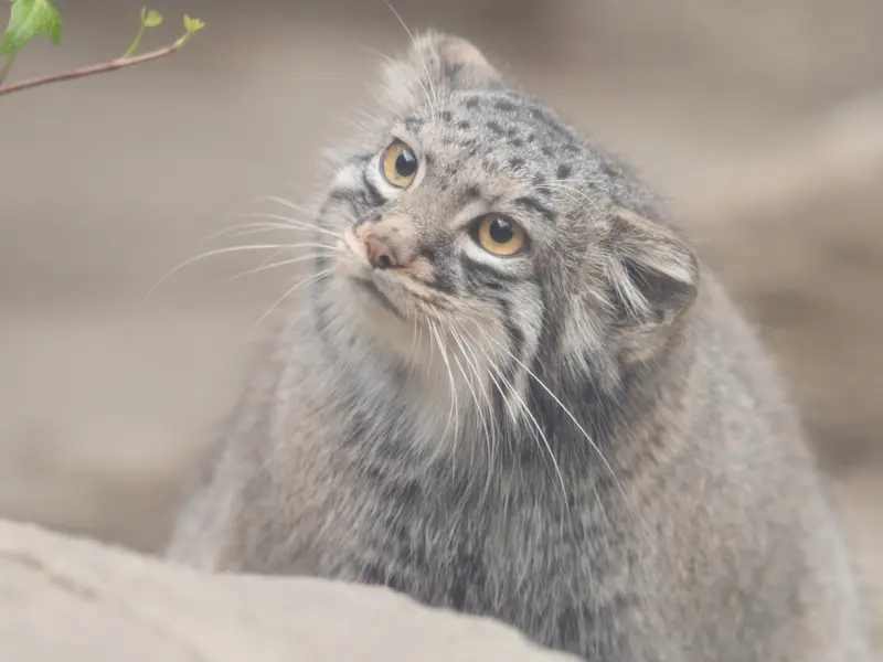 A photograph of Mei in Kobe Animal Kingdom