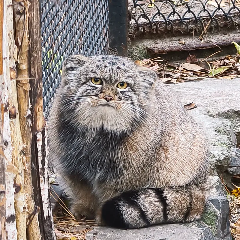 A photograph of Son of Adele b.2026 Ⅰ in Novosibirsk Zoo