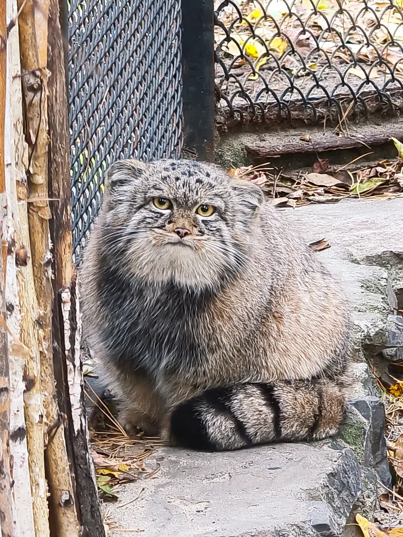 A photograph of Son of Adele b.2026 Ⅰ in Novosibirsk Zoo