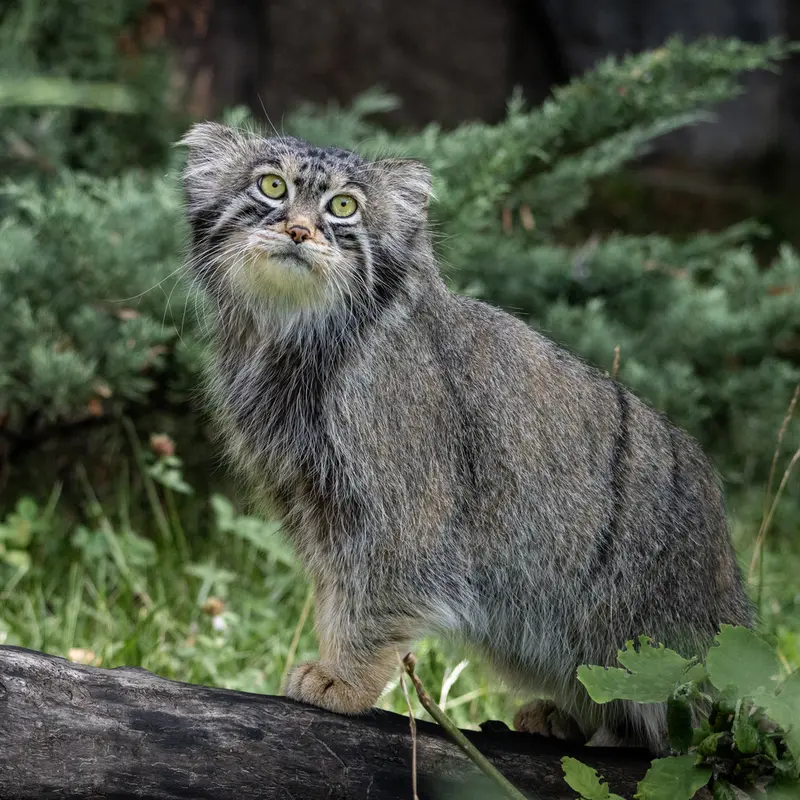 A photograph of Timofey in Moscow zoo