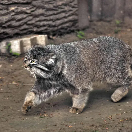 A photograph of Darlay in Moscow zoo