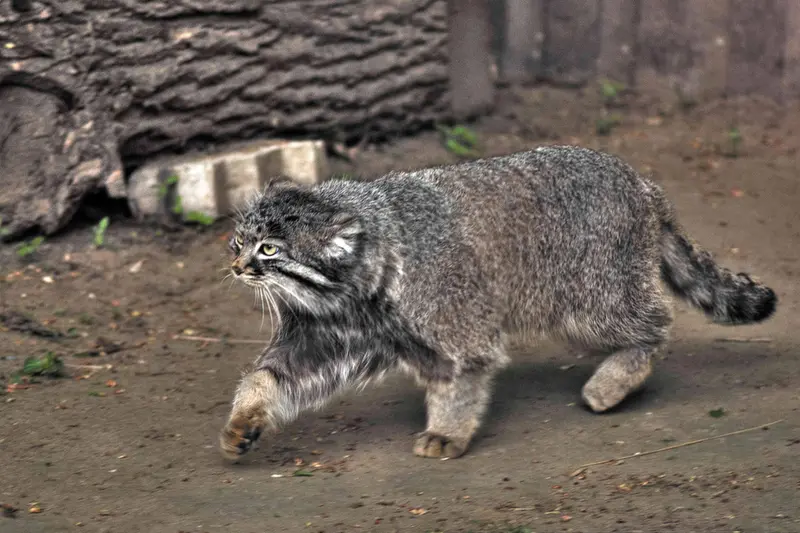 A photograph of Darlay in Moscow zoo