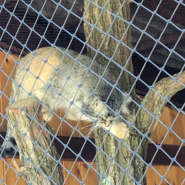 A photograph of Makalu in Jihlava Zoo