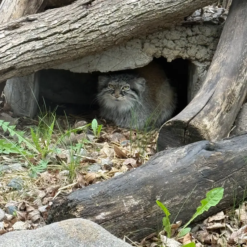 A photograph of Meera in Red River Zoo