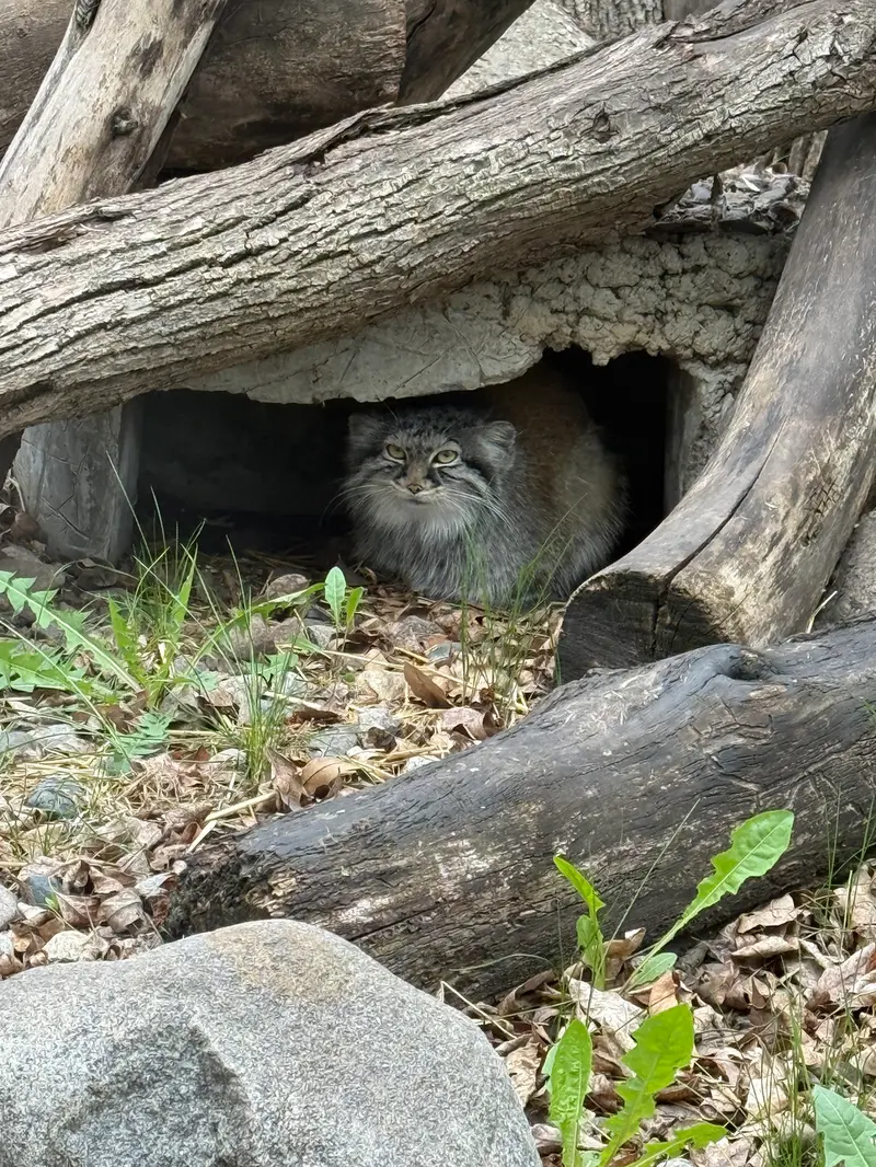 A photograph of Meera in Red River Zoo