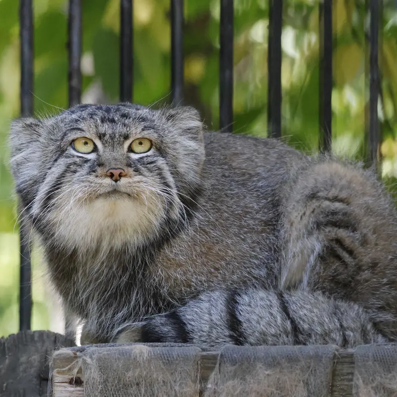 A photograph of Sylvester in Novosibirsk Zoo