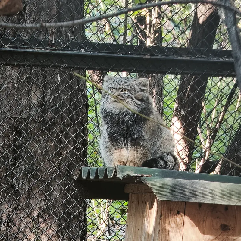 A photograph of a Pallas's cat in Novosibirsk Zoo