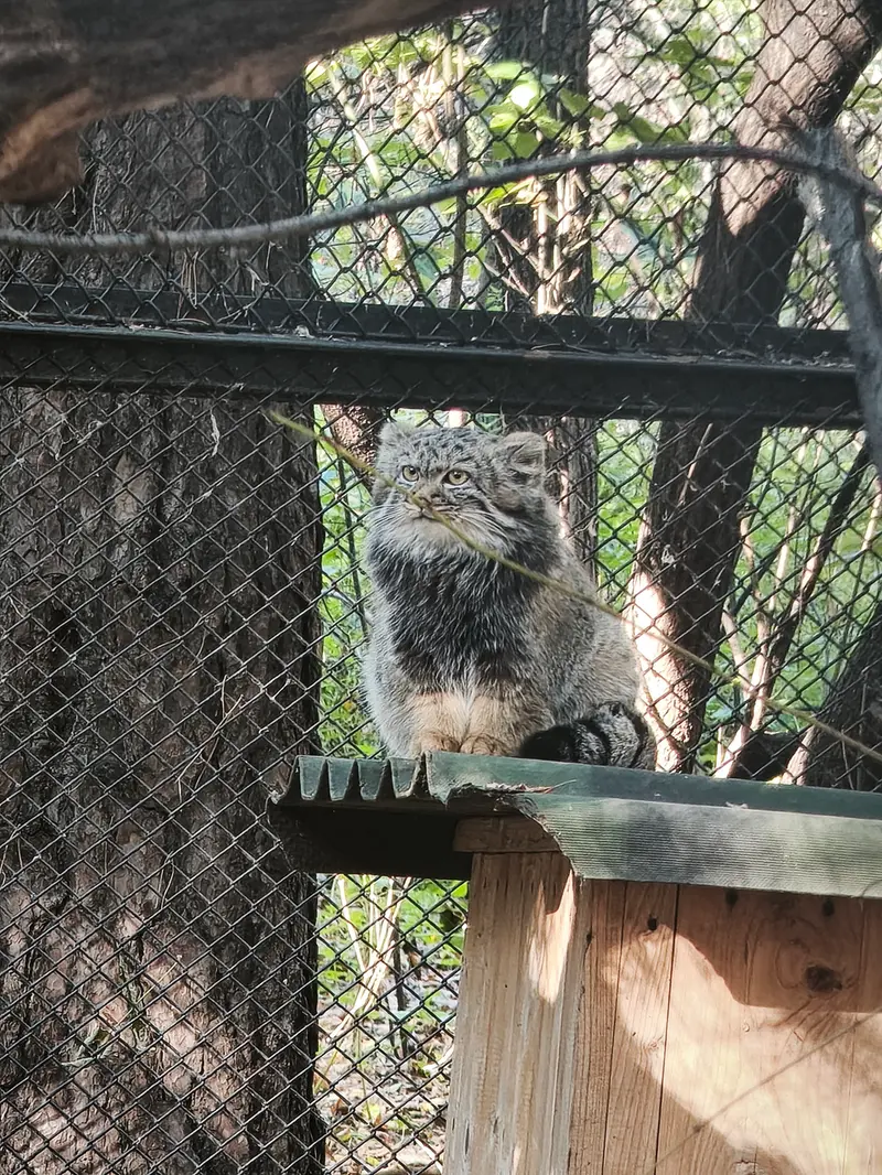 A photograph of a Pallas's cat in Novosibirsk Zoo