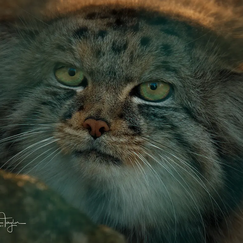 A photograph of Jethro in The Big Cat Sanctuary