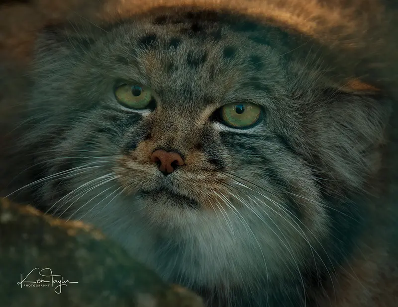 A photograph of Jethro in The Big Cat Sanctuary