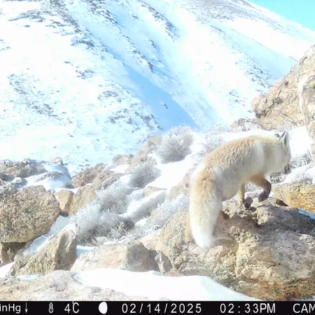 A photograph of Red fox from Zhundy 2 camera trap