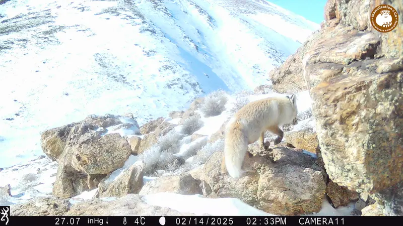 A photograph of Red fox from Zhundy 2 camera trap