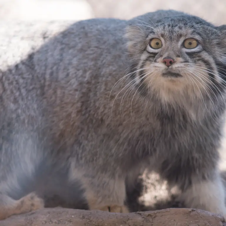 A photograph of Oto in Saitama Children's Zoo