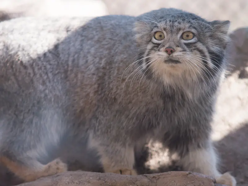 A photograph of Oto in Saitama Children's Zoo