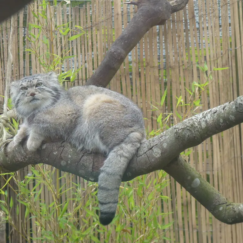 A photograph of Akiko in Edinburgh Zoo