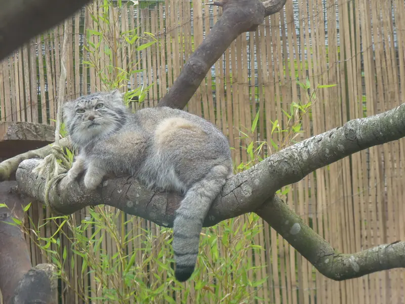 A photograph of Akiko in Edinburgh Zoo