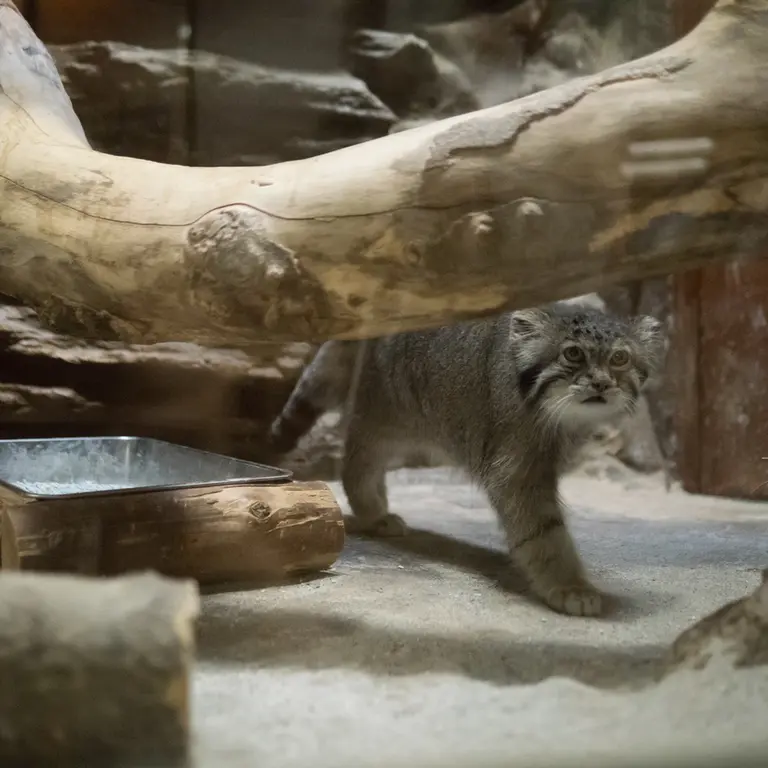 A photograph of Klyon in Ueno Zoological Gardens