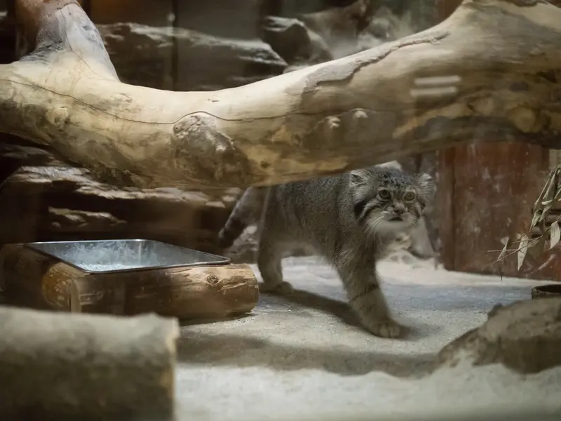 A photograph of Klyon in Ueno Zoological Gardens