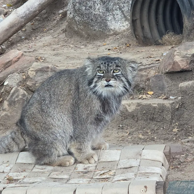 A photograph of Tai Chi in Pueblo Zoo