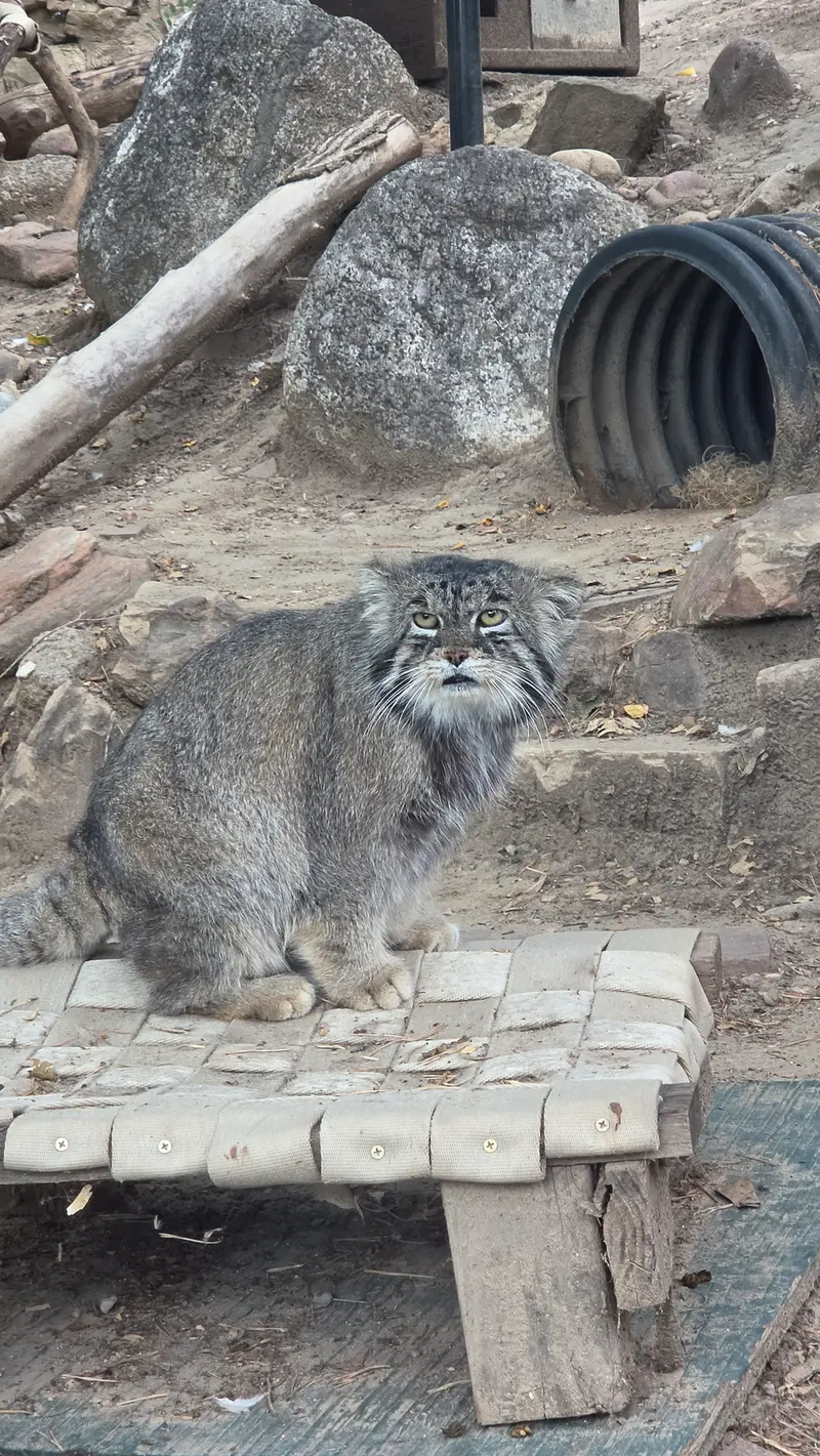 A photograph of Tai Chi in Pueblo Zoo