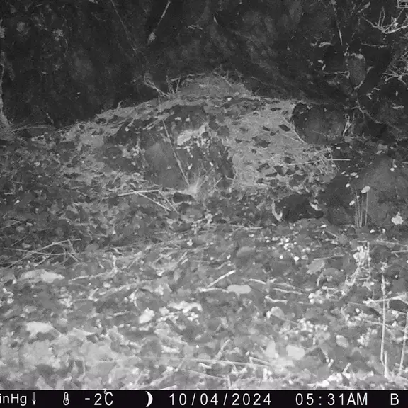 A photograph of Otocolobus manul manul from Egizkara [new] camera trap