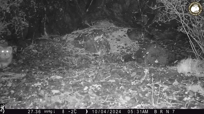 A photograph of Otocolobus manul manul from Egizkara [new] camera trap