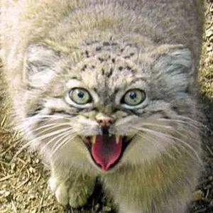 Red the Pallas's cat from Cheyenne Mountain Zoo