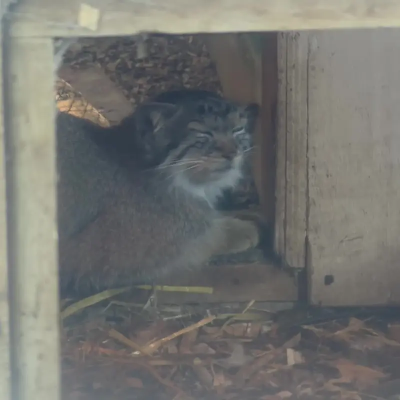 A photograph of a Pallas's cat in Banham Zoo