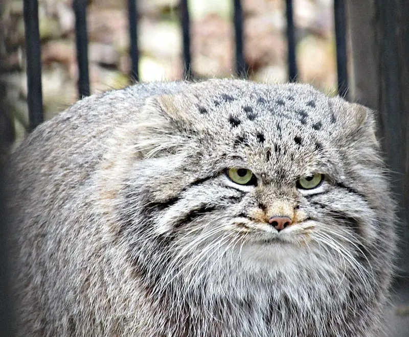 A photograph of Klyon in Novosibirsk Zoo