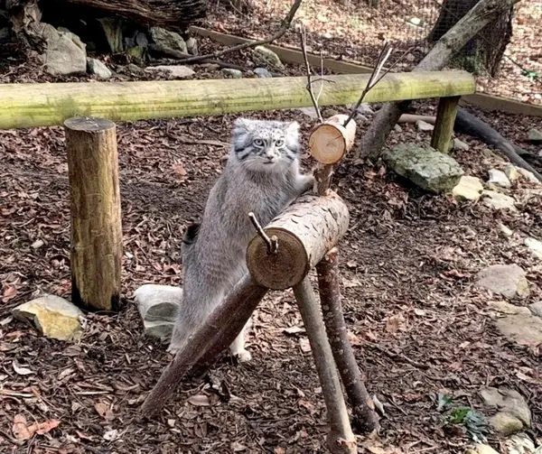 A photograph of a Pallas's cat