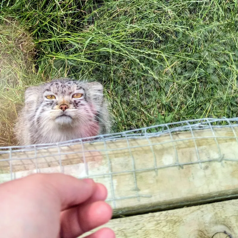 A photograph of a Pallas's cat in The Lakeland Wildlife Oasis