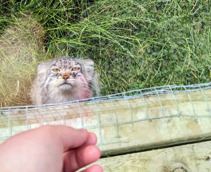 A photograph of a Pallas's cat in The Lakeland Wildlife Oasis