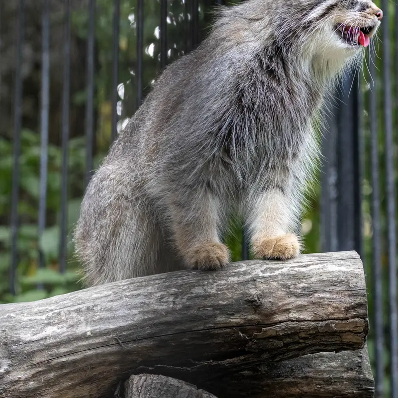 A photograph of Gabi in Novosibirsk Zoo