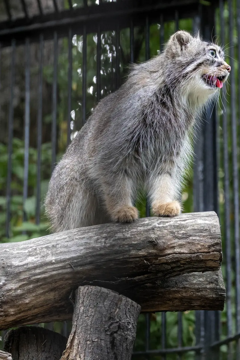 A photograph of Gabi in Novosibirsk Zoo