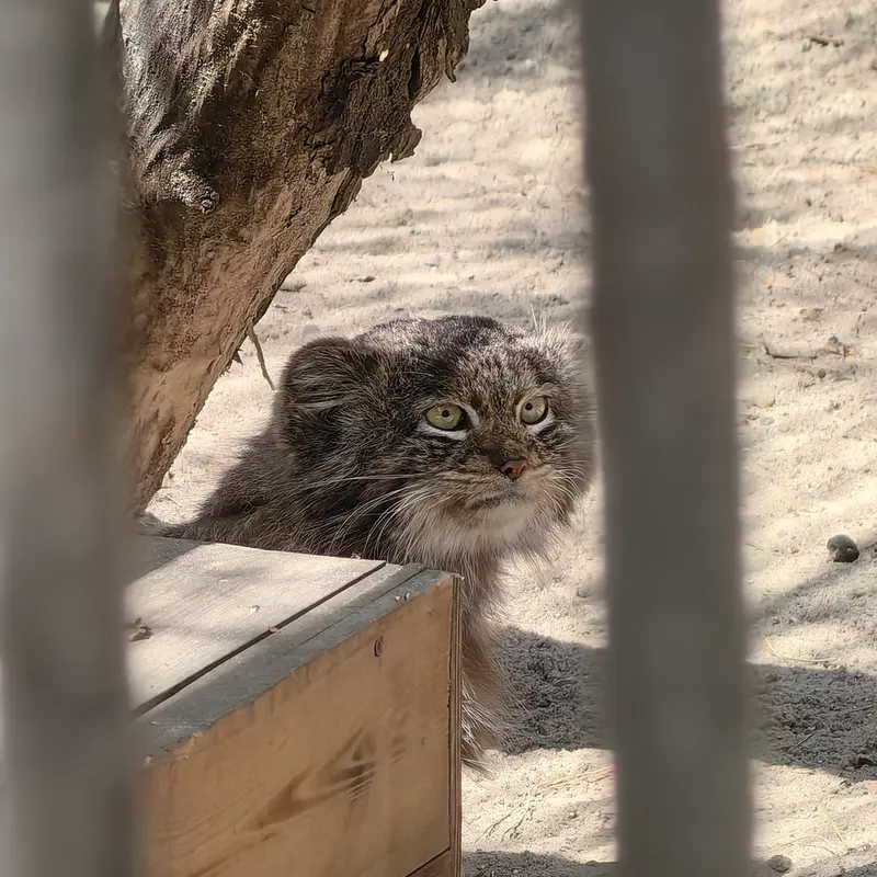 A photograph of Bandit in Novosibirsk Zoo