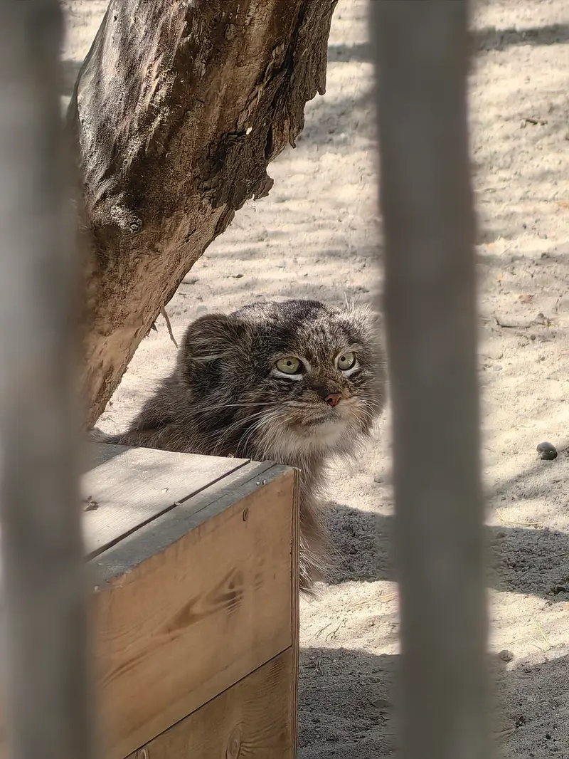 A photograph of Bandit in Novosibirsk Zoo