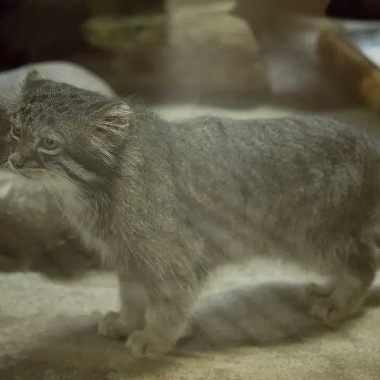 A photograph of Klyon in Ueno Zoological Gardens