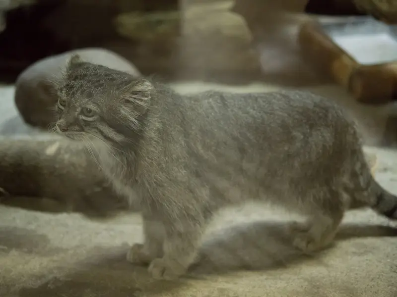 A photograph of Klyon in Ueno Zoological Gardens