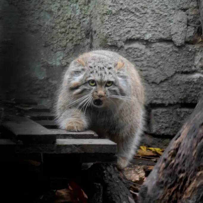 A photograph of Lucy in Budapest Zoo & Botanical Garden