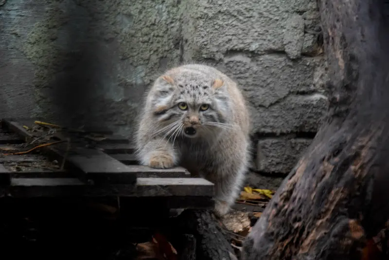 A photograph of Lucy in Budapest Zoo & Botanical Garden