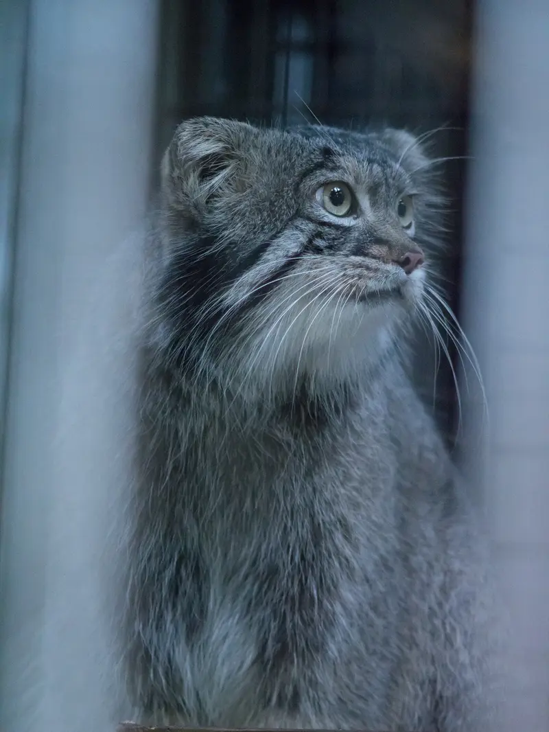 A photograph of Figa in Nogeyama Zoo